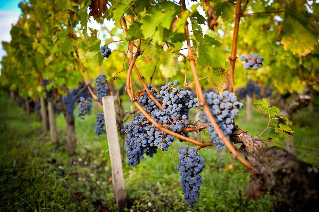 Chateau Pape Clement Pessac Luaran gambar